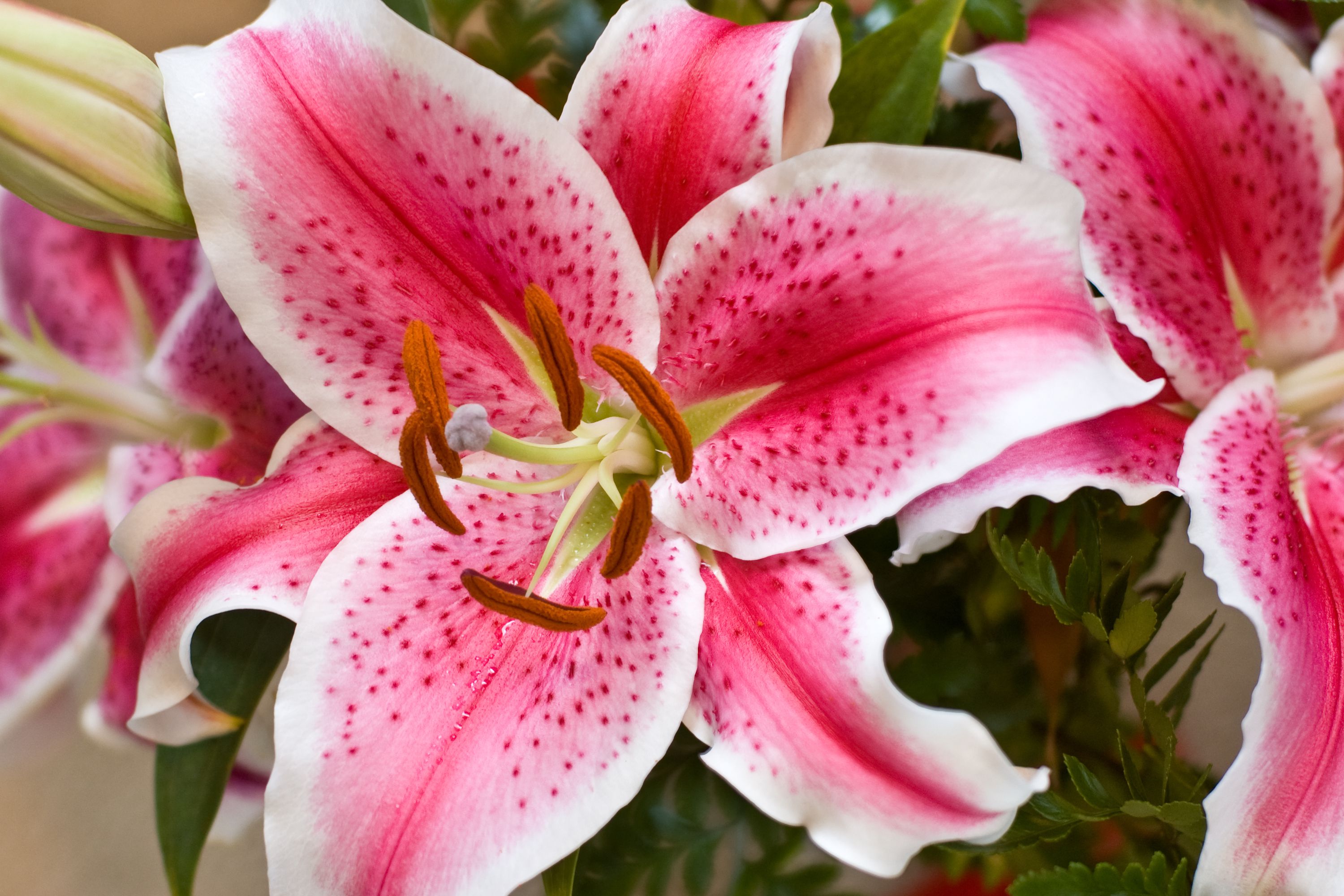 Star gazer oriental lily - westroot