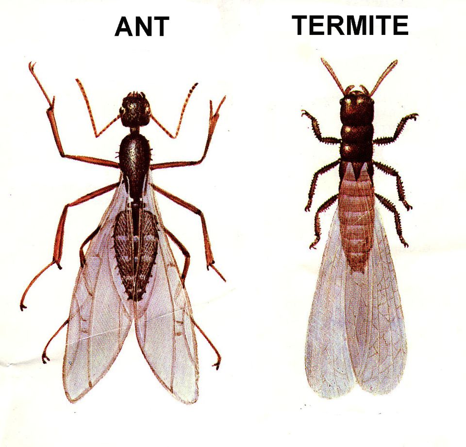 Ant Termite Comparison 56a709f35f9b58b7d0e63576 
