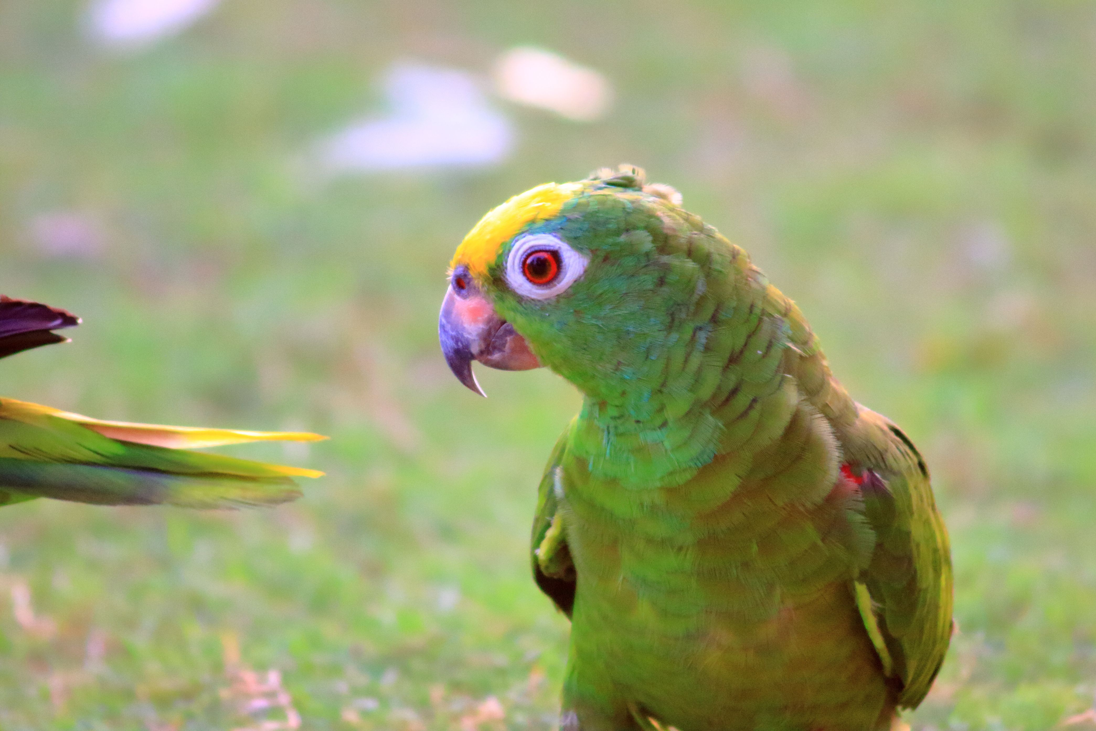 our generation parrot