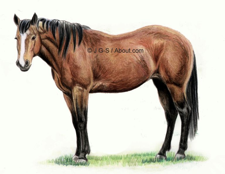 Drawing Lesson A Realistic Horse in Colored Pencil