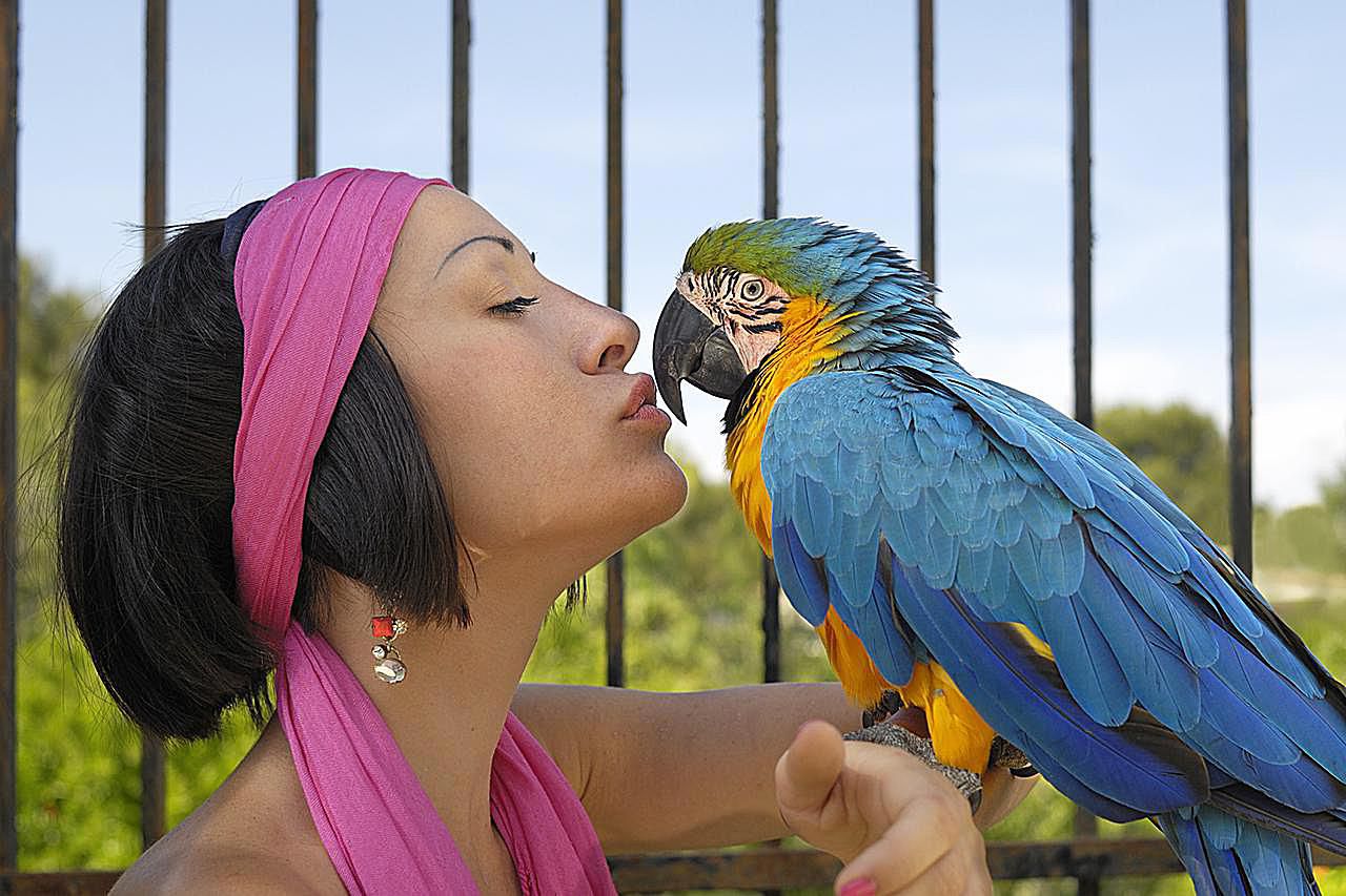 rescue birds reno nv