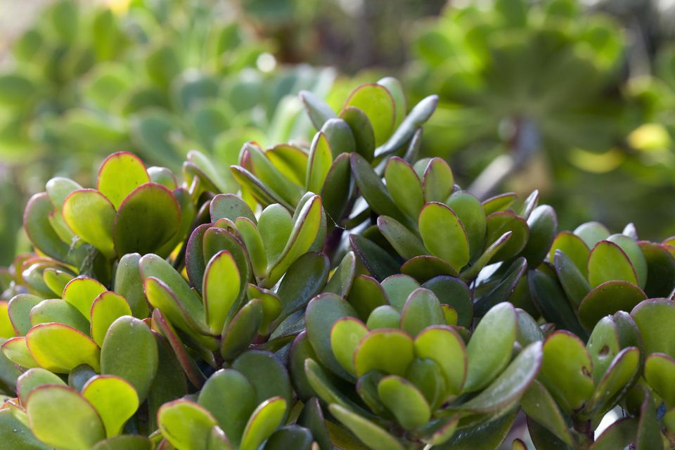 Which Money Tree Is the Best Feng Shui Money Cure?