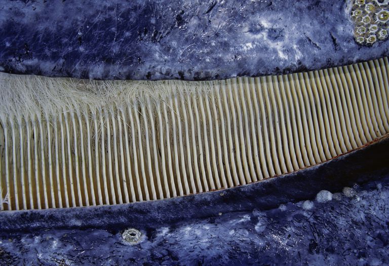 What Is Baleen?