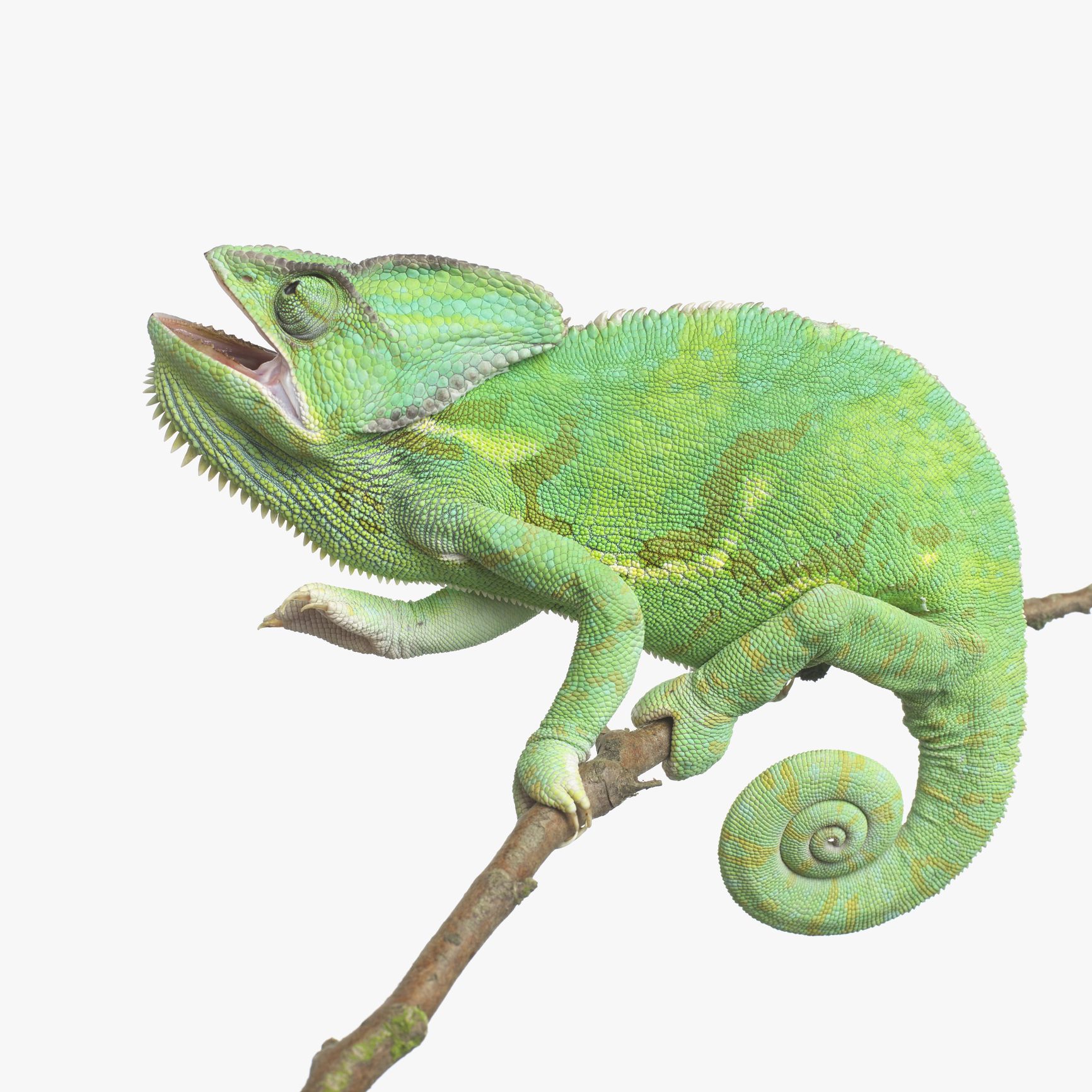 Types of Chameleons - Choosing a Pet Chameleon