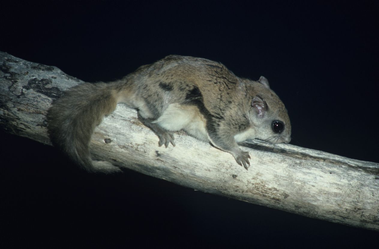 Northern Flying Squirrels - Pet Flying Squirrels