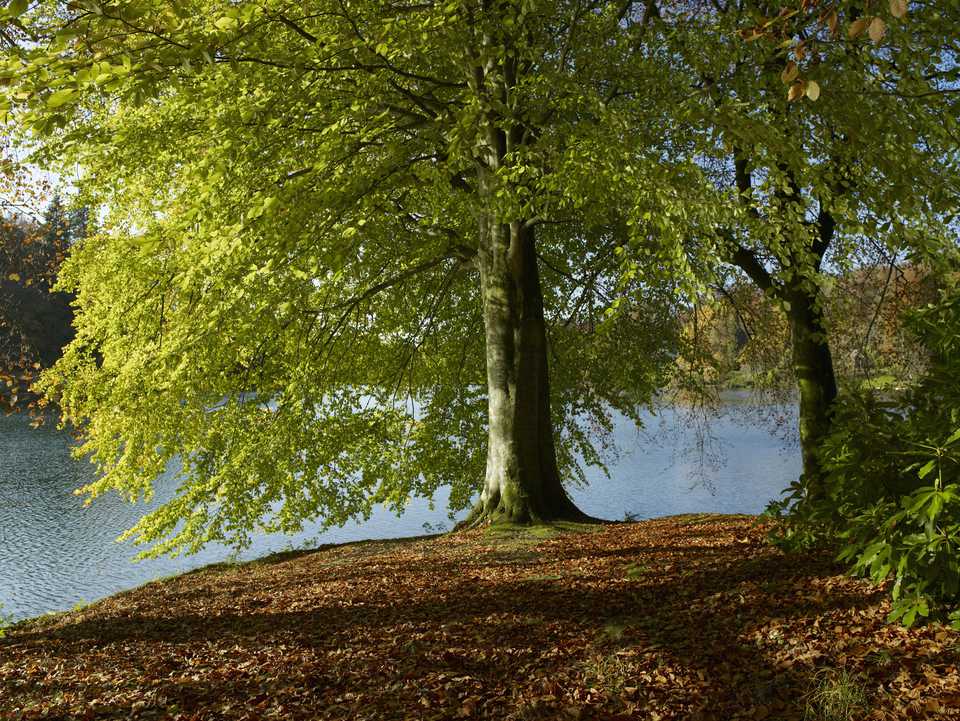 Five Kinds Of Beech Trees