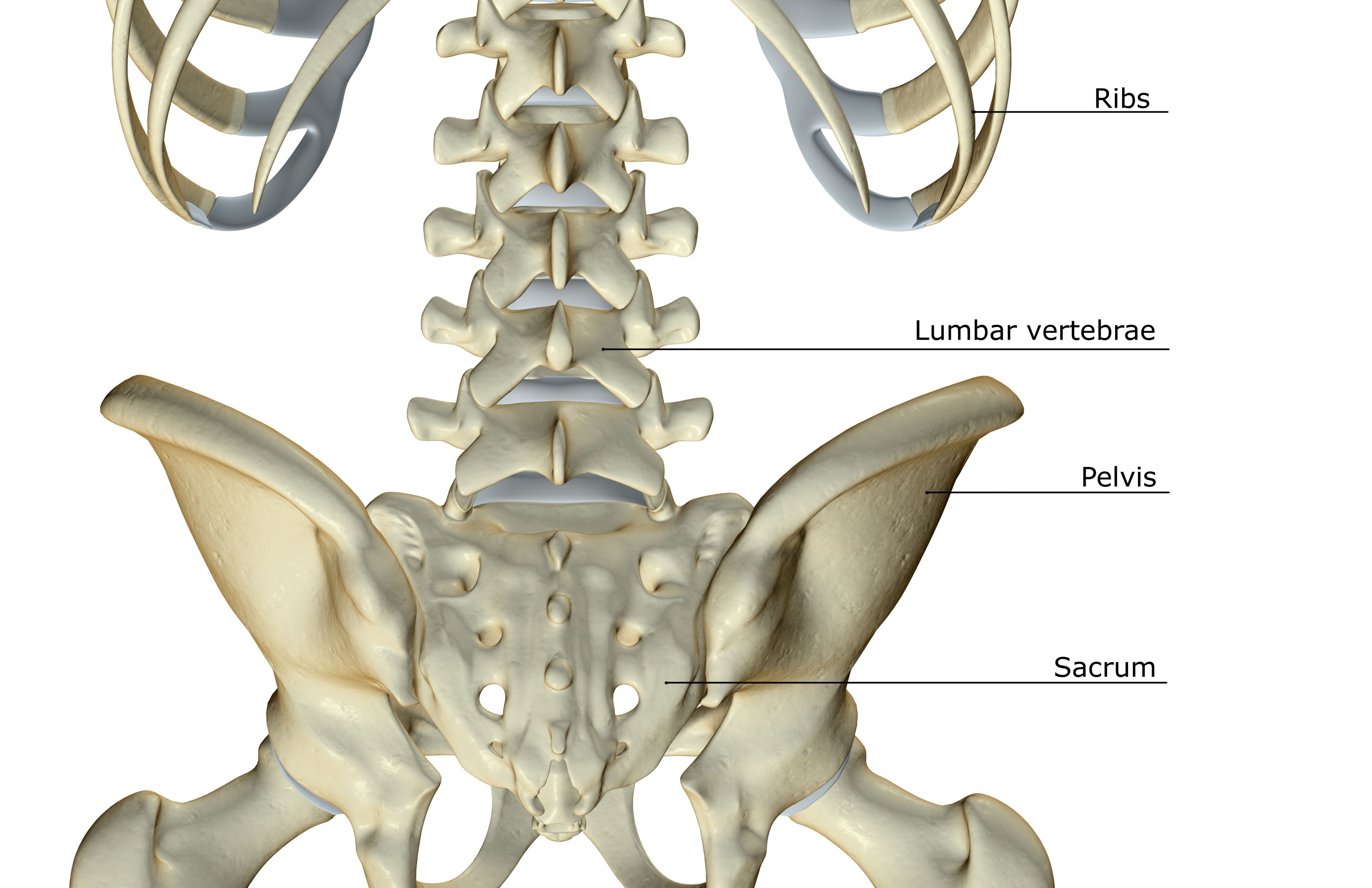 transverse-process-lamina-and-more-spinal-anatomy-for-the-rest-of-us