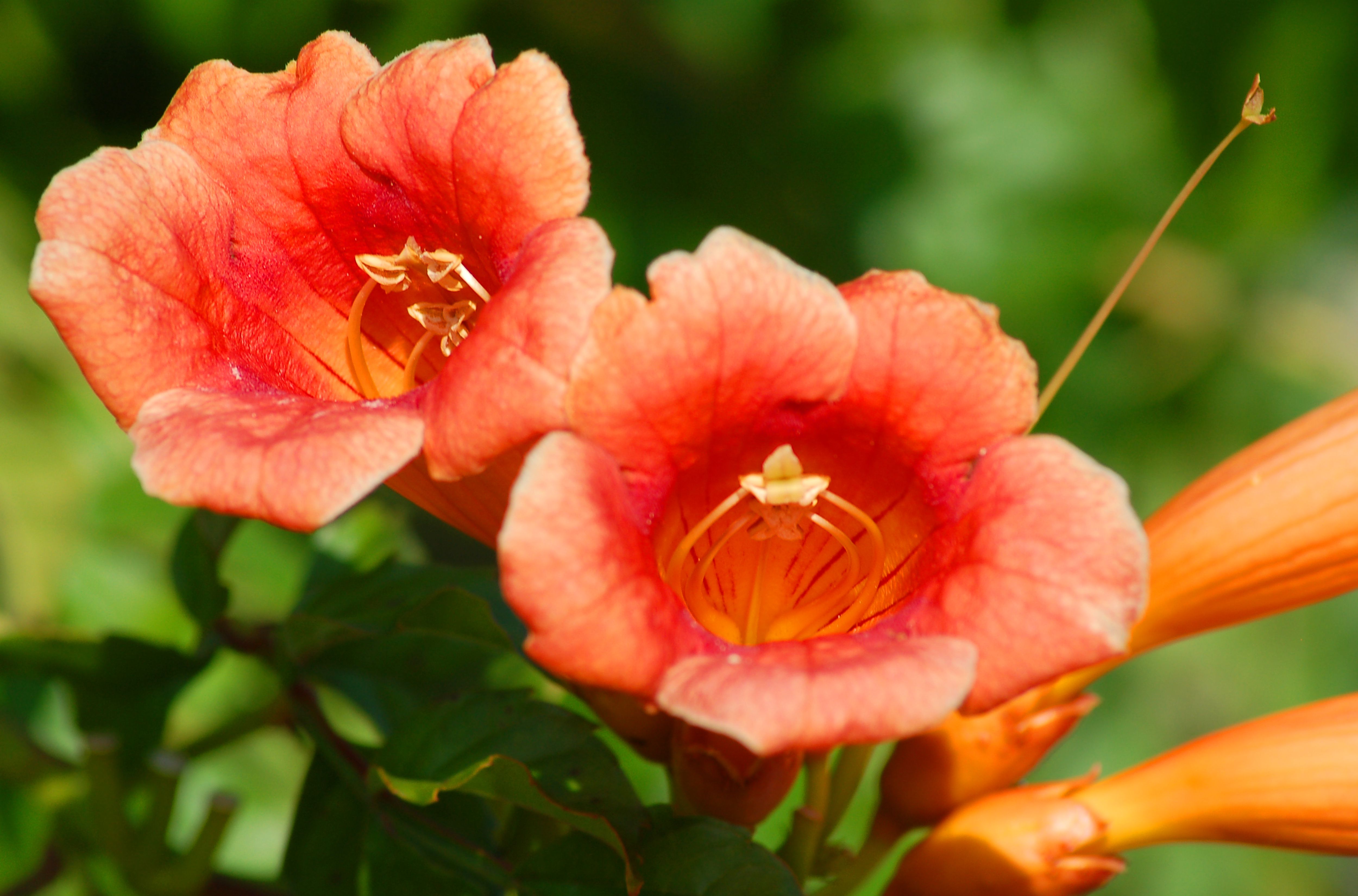 Trumpet Vines Invasive or Aggressive?