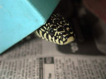 Determine a Snake's Sex - Sexing Snakes