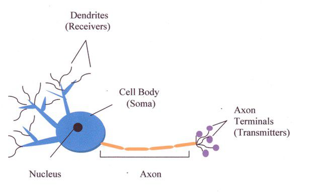 How Brain Cells Communicate With Each Other