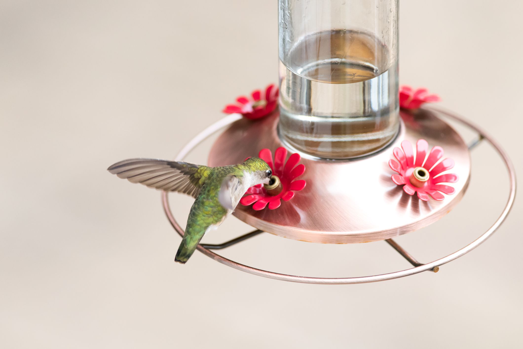 homemade hummingbird nectar for a hummingbird feeder