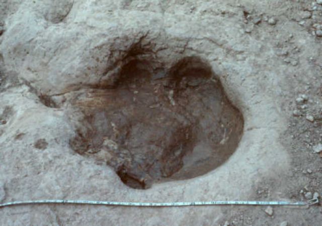 sauropod footprint