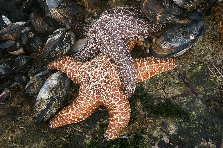 12 Fascinating Facts About Sea Stars