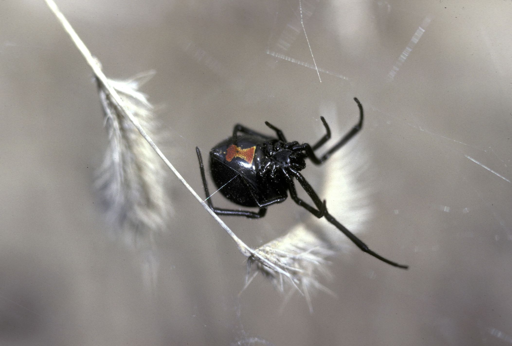 Widow Spiders, Genus Latrodectus