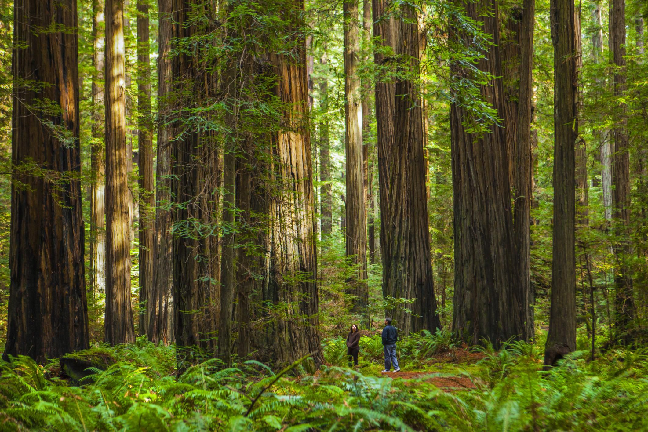 Forest Ecosystem And Biodiversity Definitions