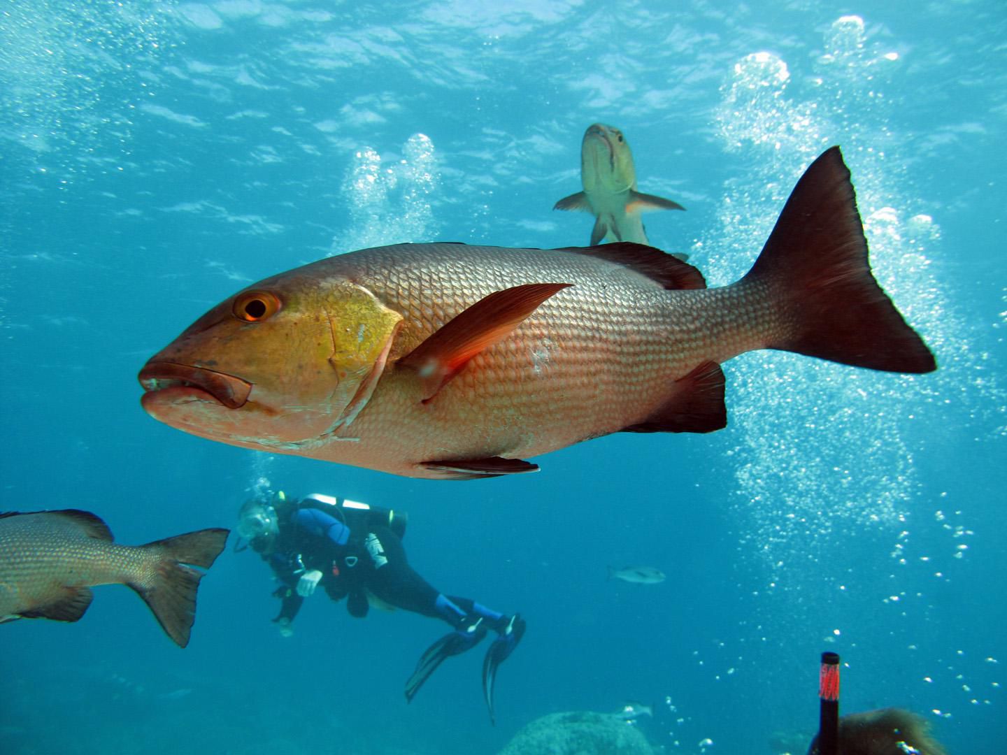 how-to-catch-redfish-habitat-baits-and-methods