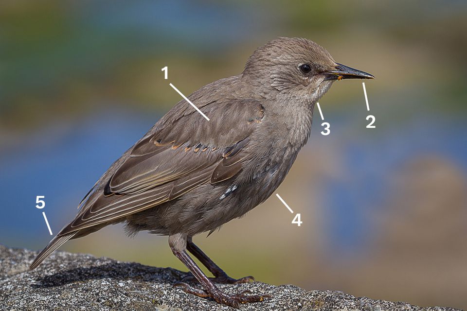 Identify a Breeding European Starling