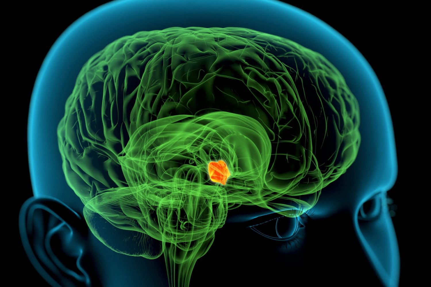 Hypothalamus - Function, Hormones, and Structure