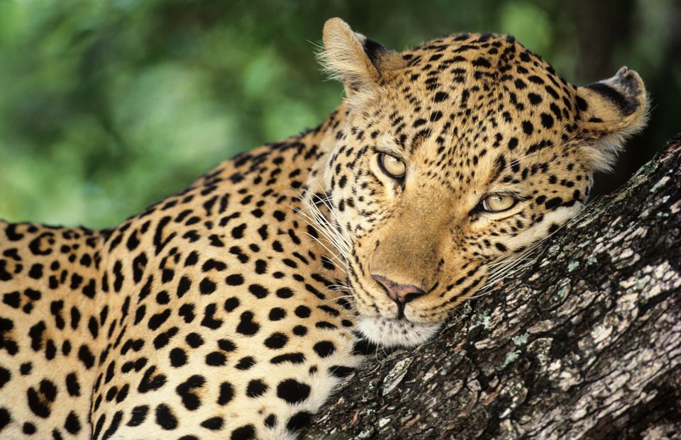 Africa's Top 10 Safari Animals and Where to See Them