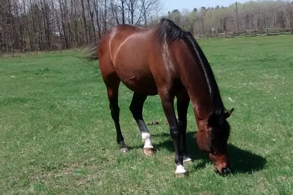 Basic Feeding of Grass and Pastures Biology Diagrams