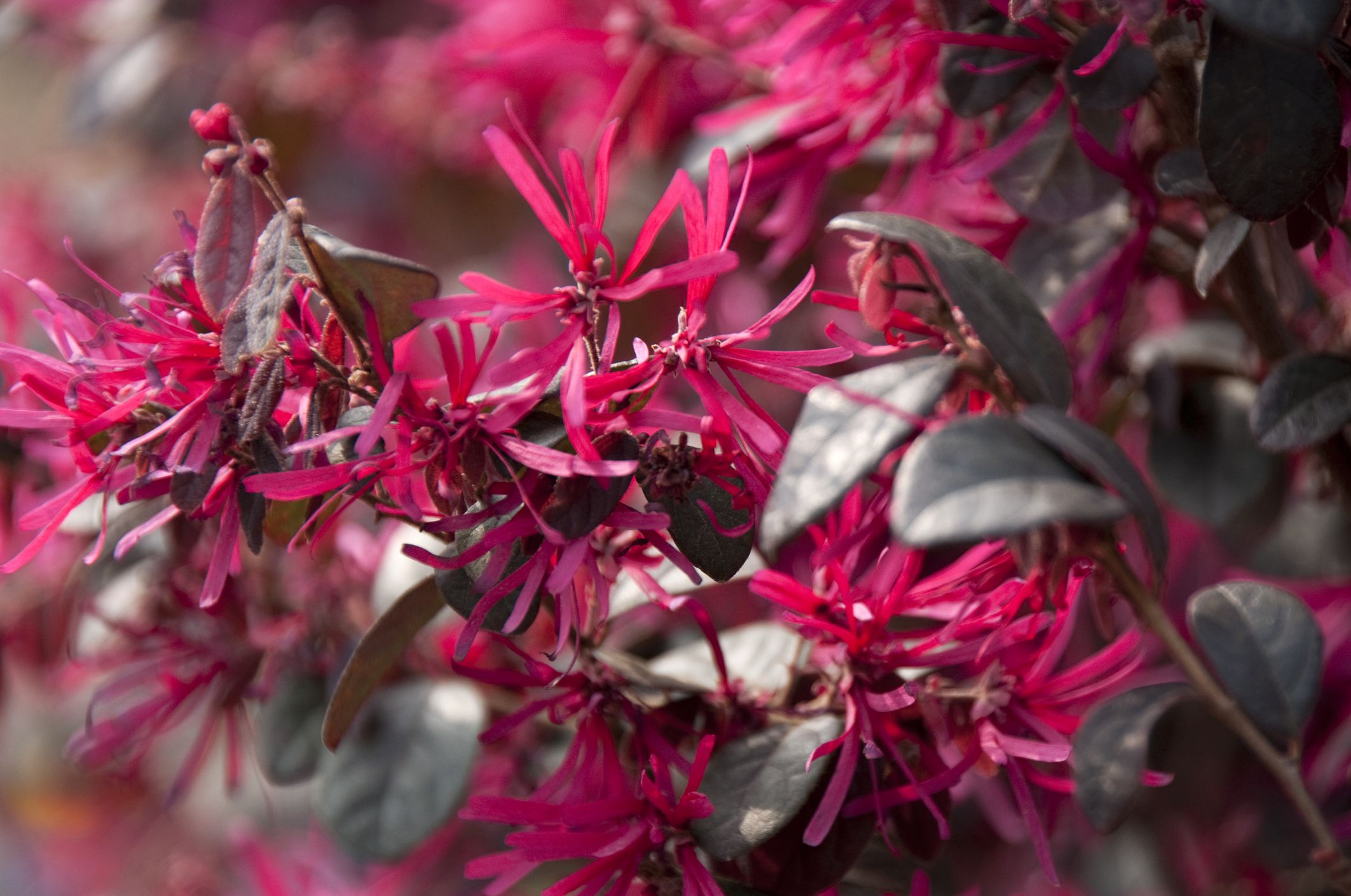 Chinese Loropetalum Shrub a &quot;Ruby&quot; of a Plant