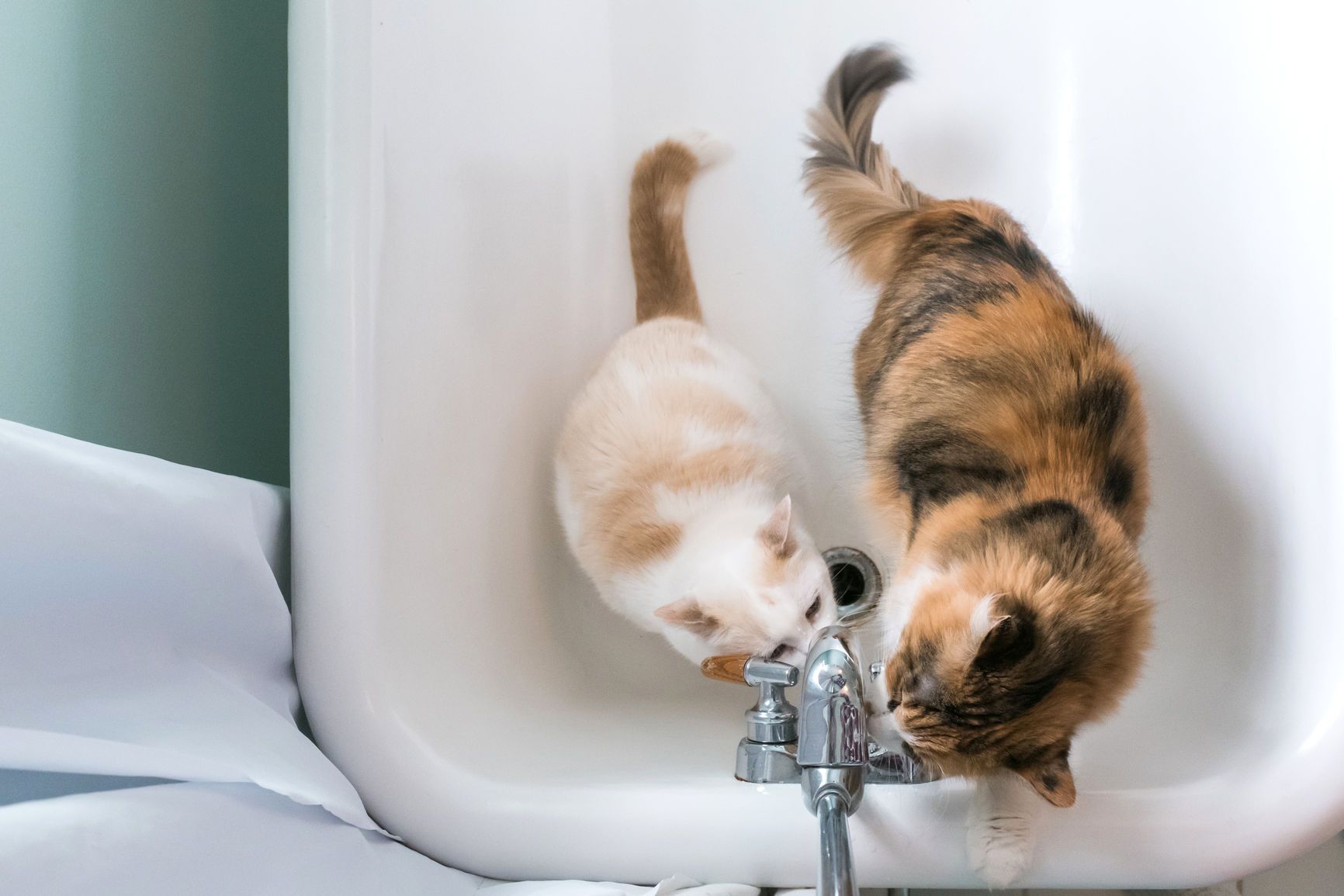Котик в ванне. Котик в раковине. Кошачья ванна. Кошка в ванной. Кот в умывальнике.