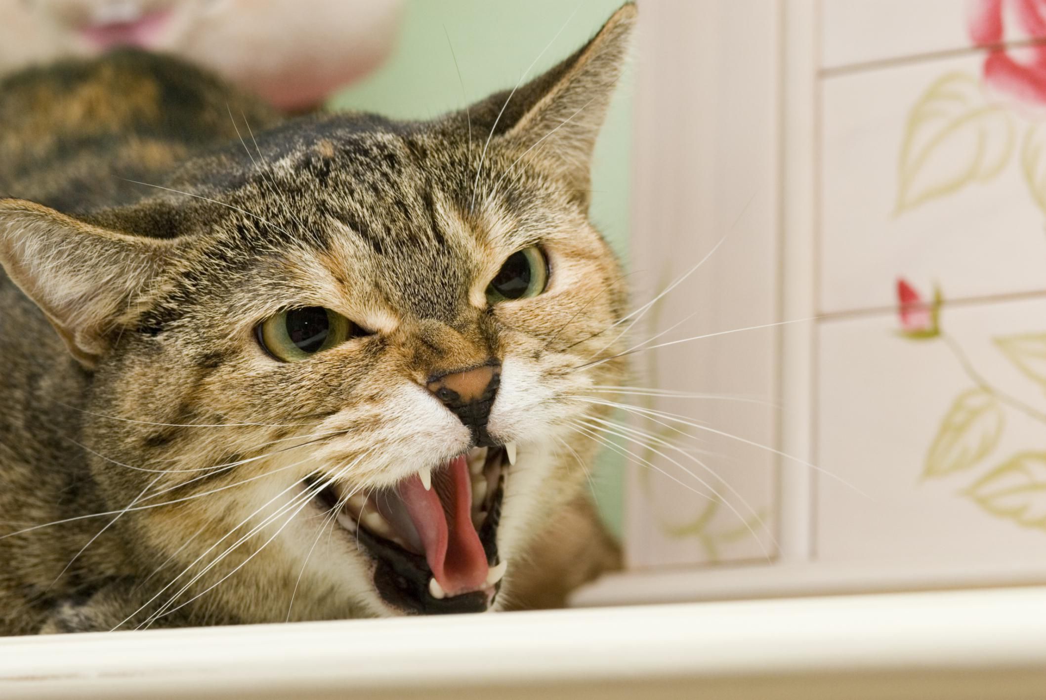 how-to-fix-aggressive-behavior-in-cats