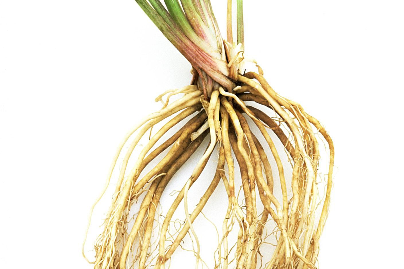 Корневой root. Корни растений. Корешок пшеницы. Корень. Цветок с корнем.