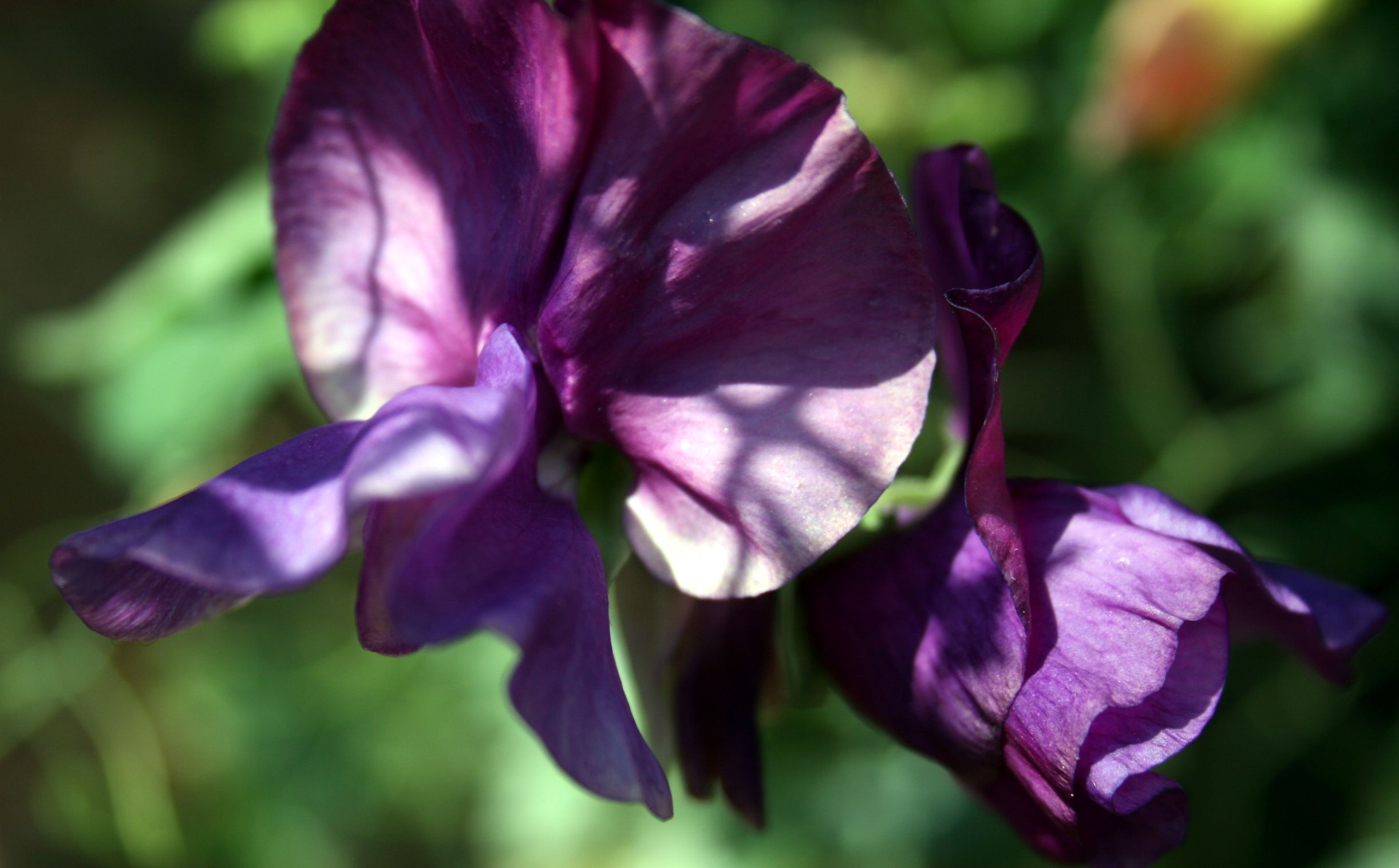 Learn How to Grow Fragrant Sweet Peas in the Garden