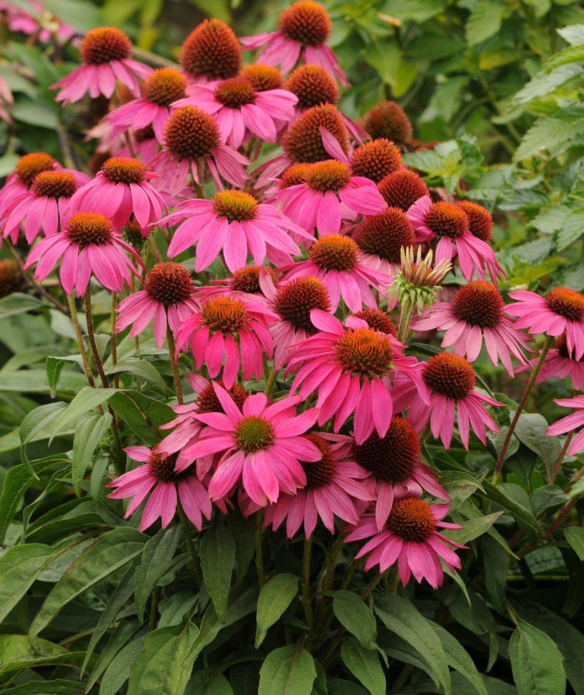 12 Top Echinacea Varieties