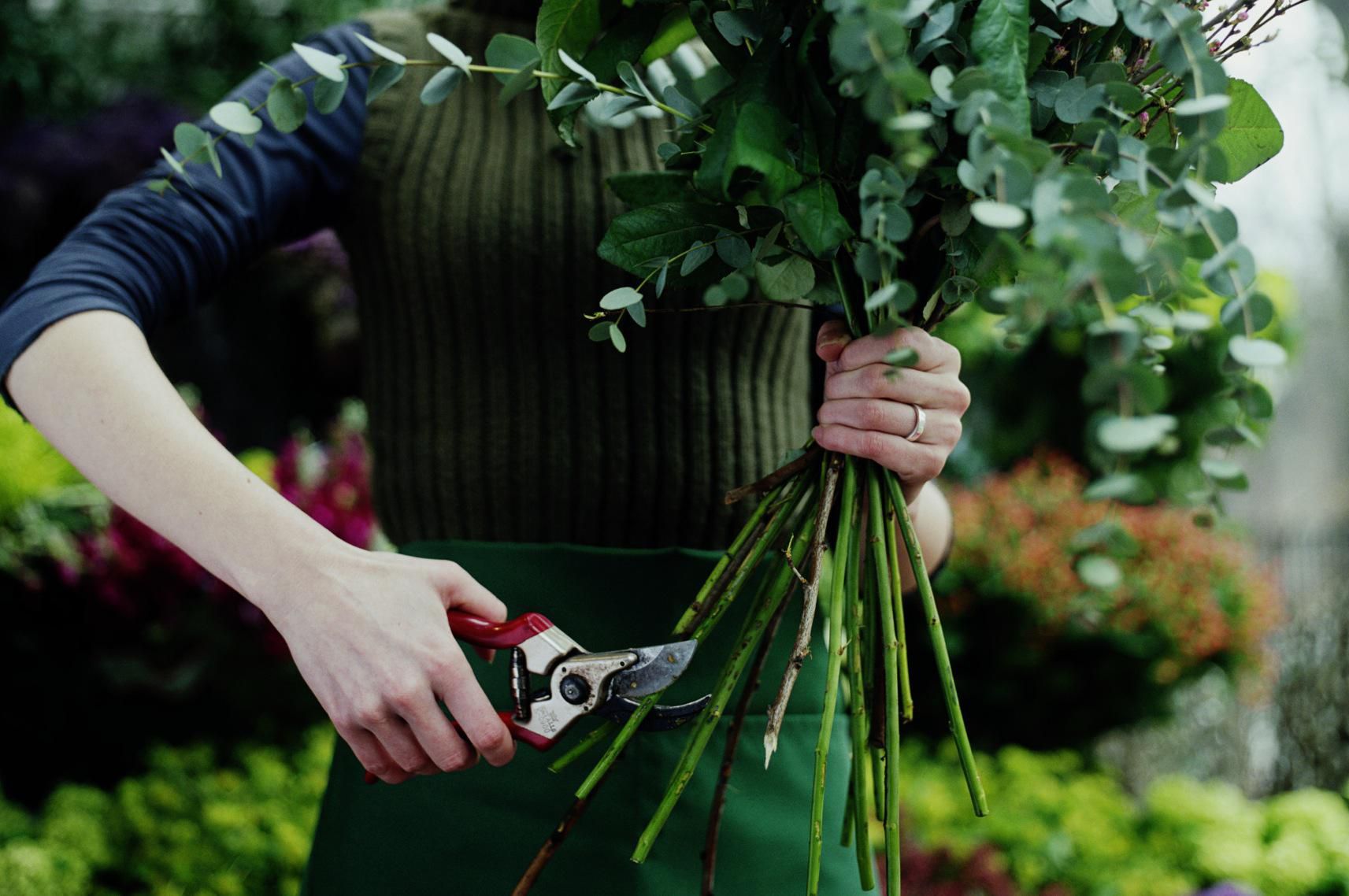 Can You Grow Roses From Cuttings? Sometimes.