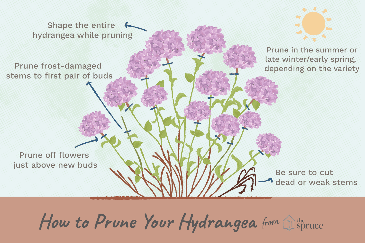 Do You Cut Back Hydrangeas In The Fall 
