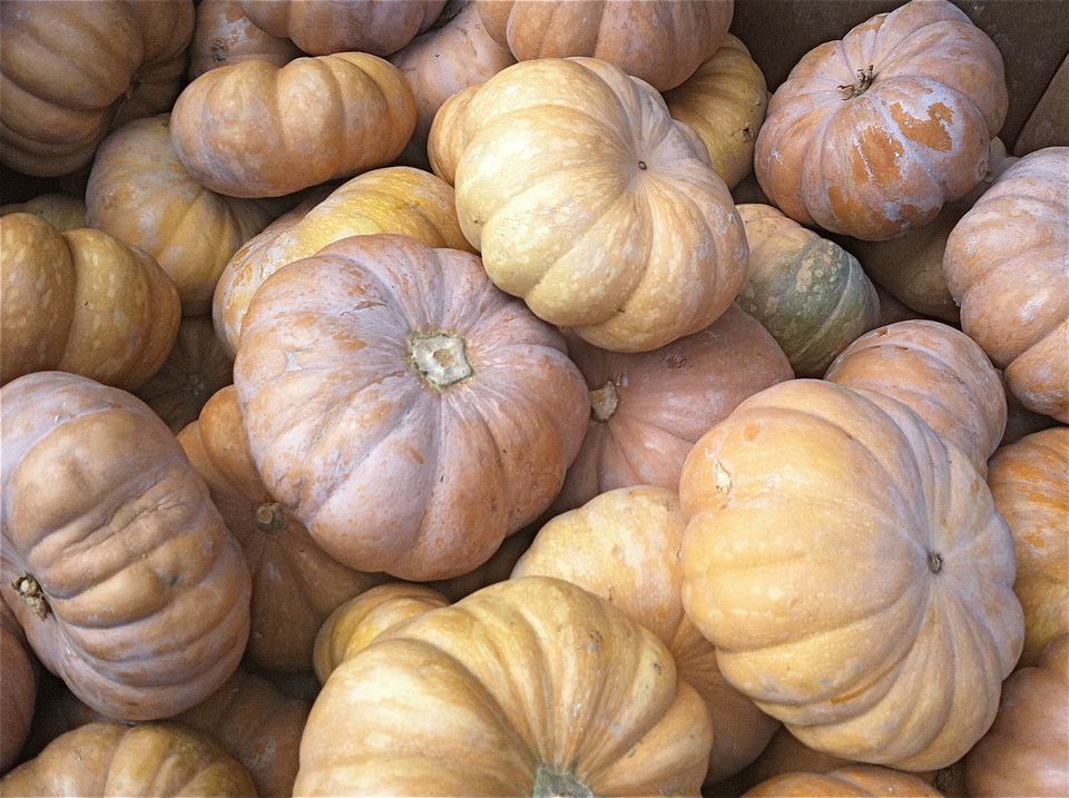 15 Winter Squash and Pumpkins Varieties