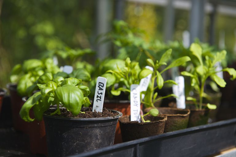HighYield Vegetable Plants for Small Garden Spaces