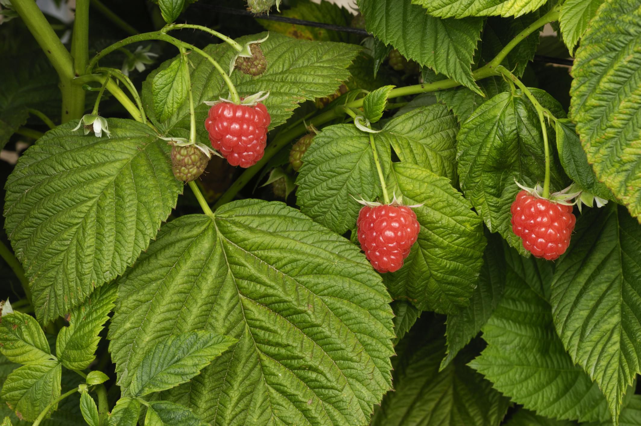 Raspberry Pests and How to Get Rid of Them