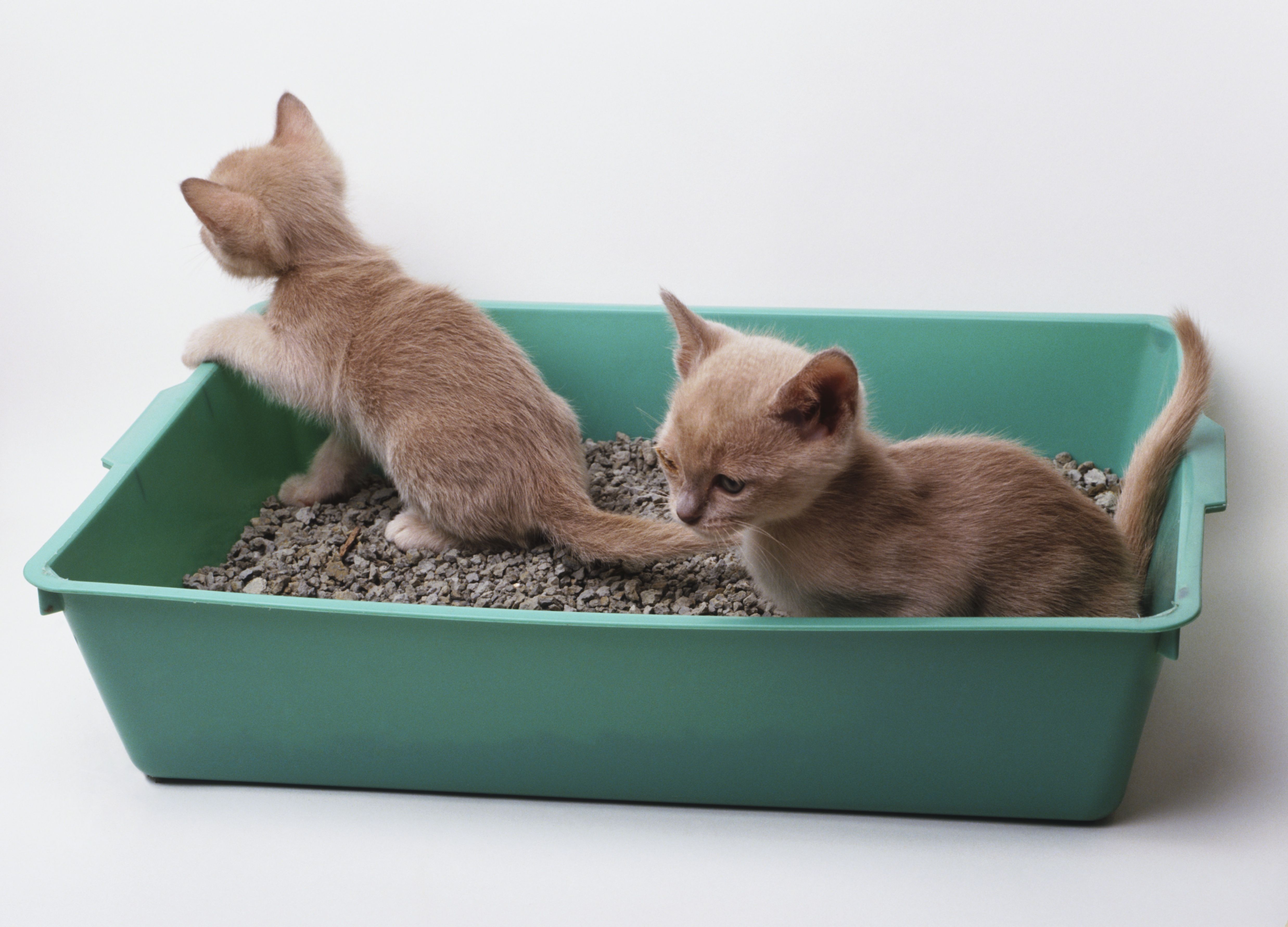Litter Box Training For Your New Kitten
