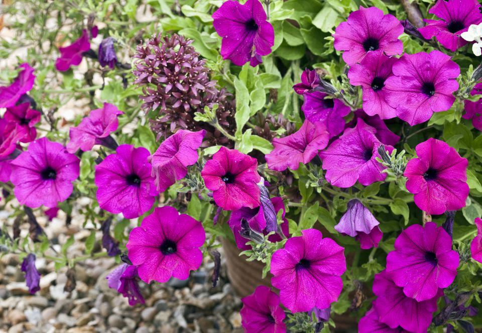 Petunias GettyImages 128136619 58ab94045f9b58a3c926085f