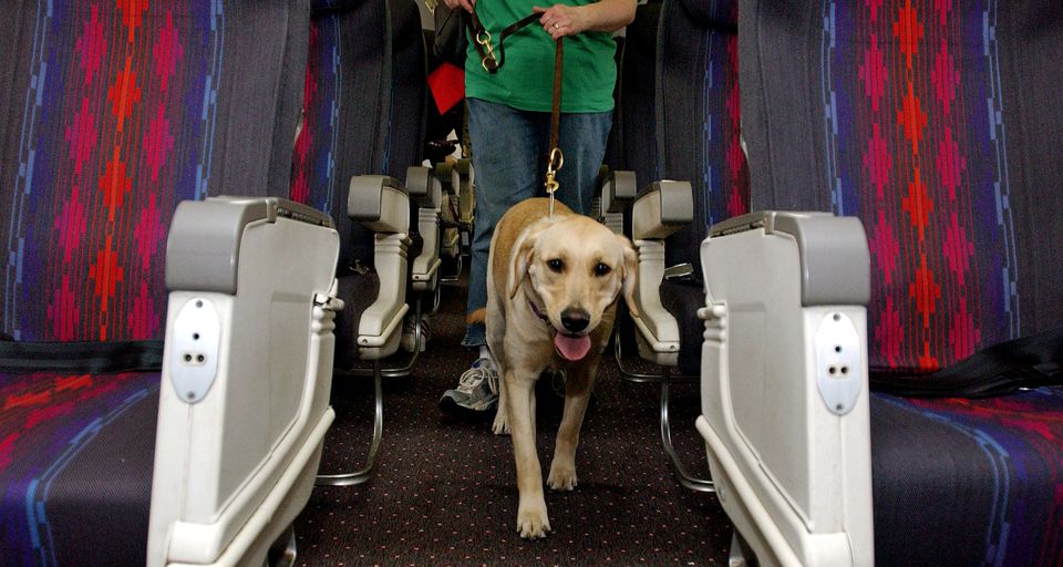 How to Take Your Service Animal Through Airport Security