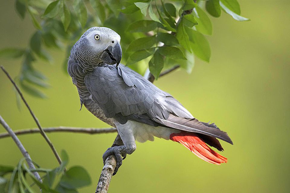 Facts About African Grey Parrots