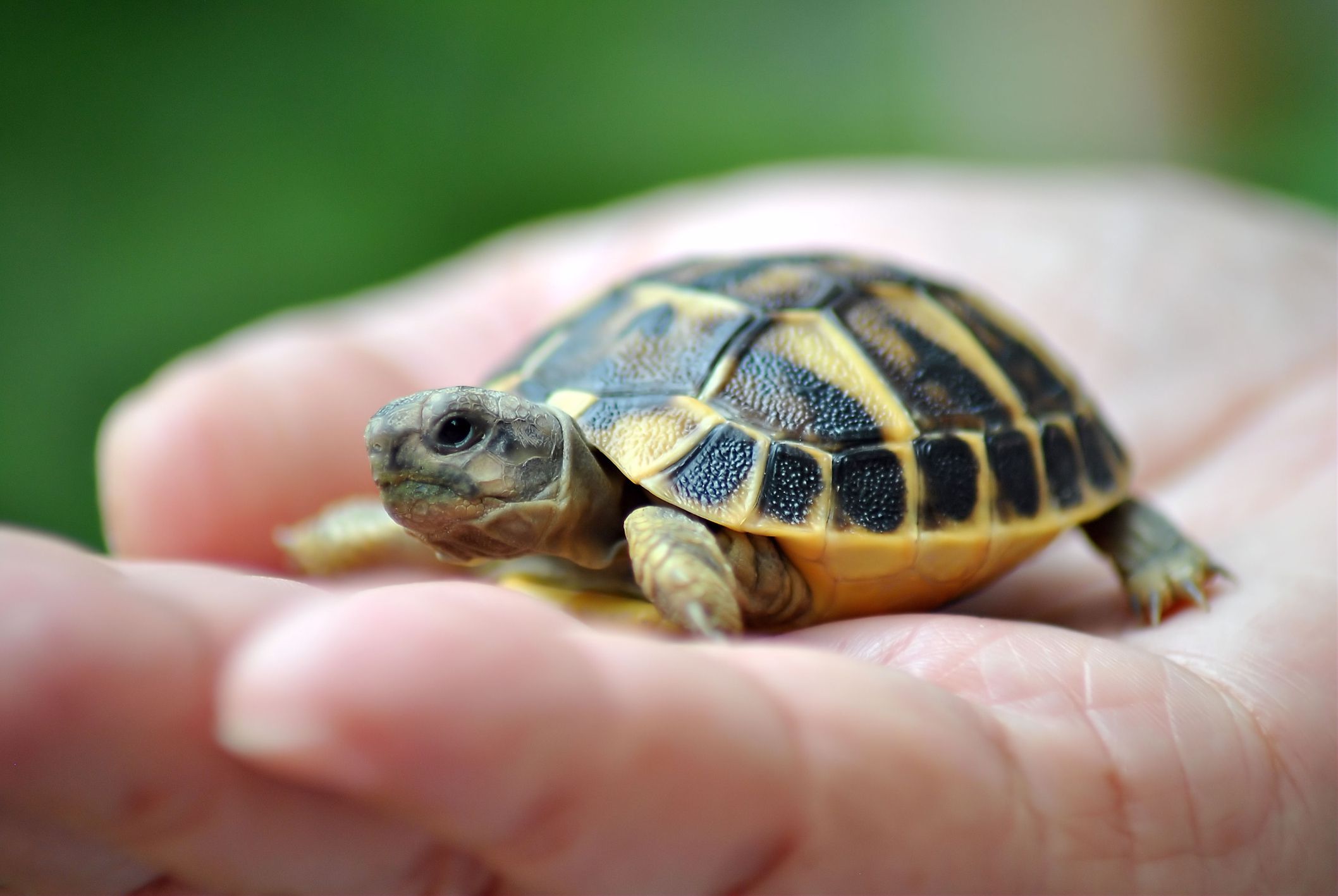 Names for Pet Turtles and Tortoises