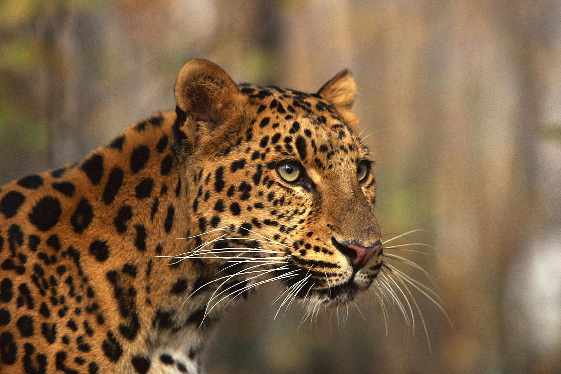 amur leopard build a bear