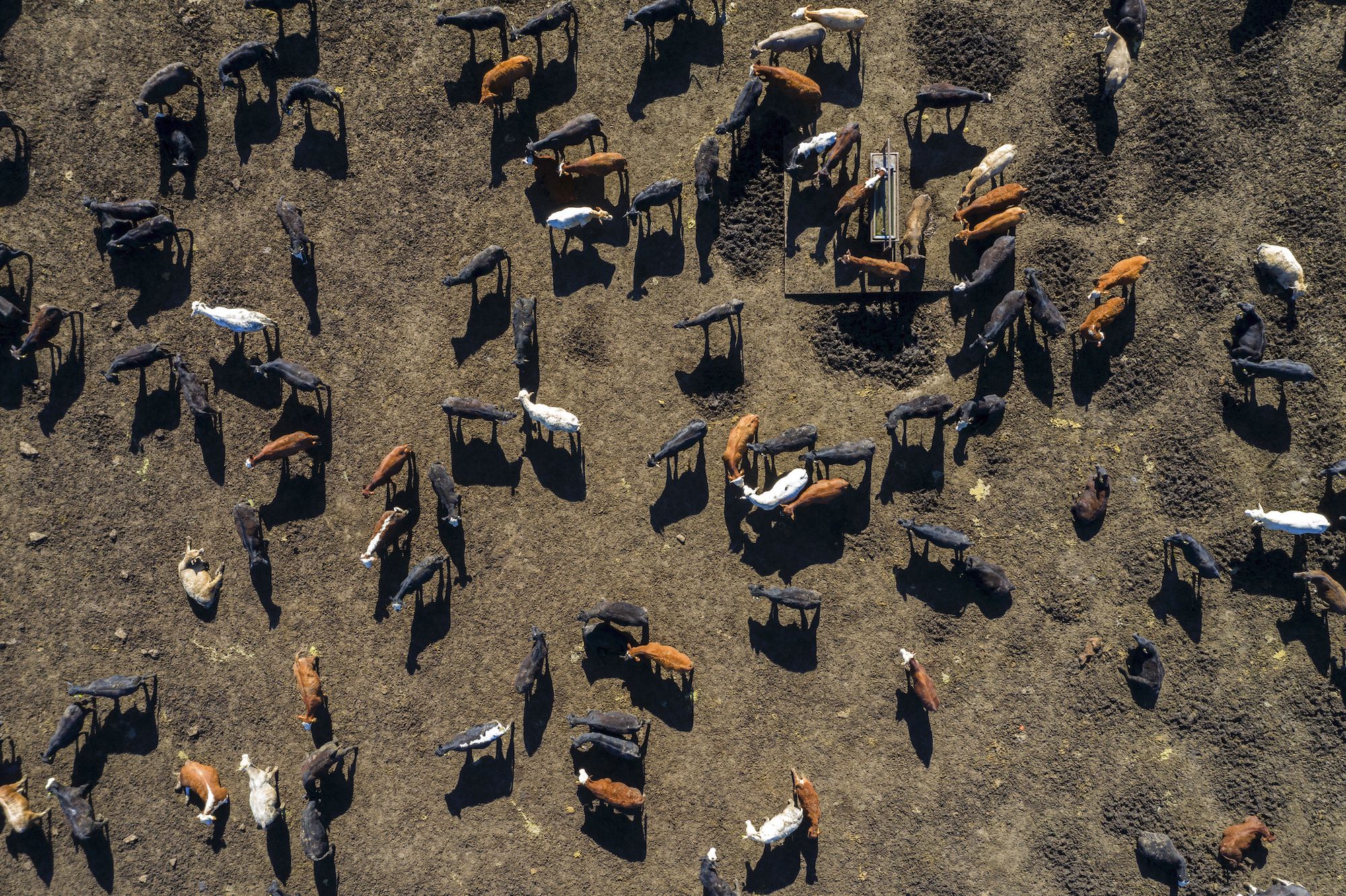 Animal Agriculture Is a Major Source of Air Pollution