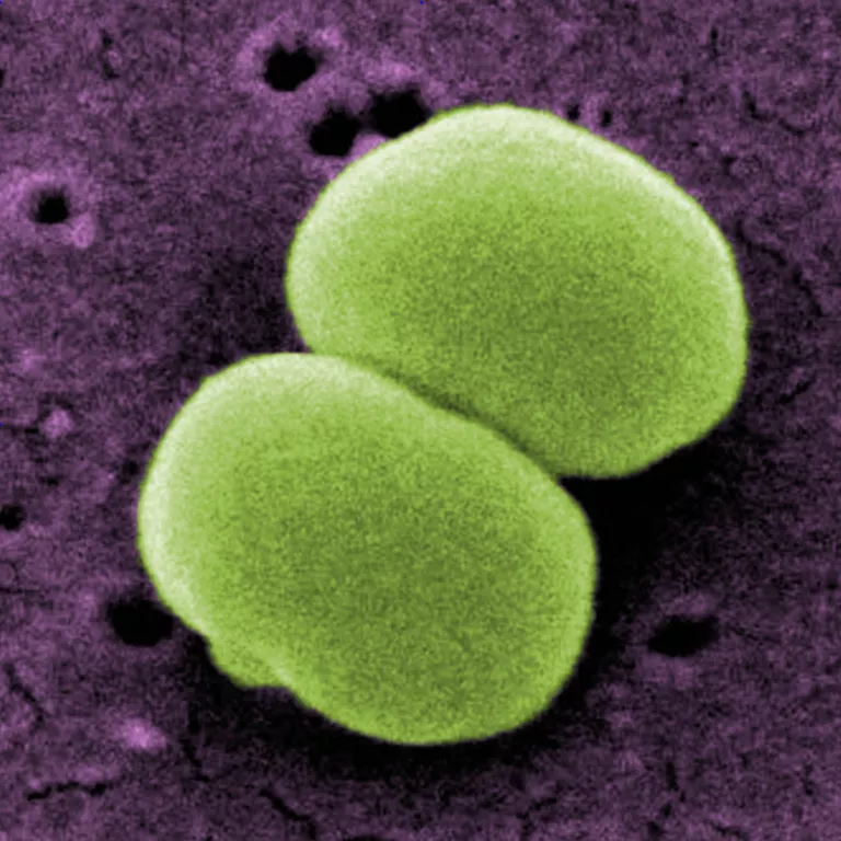 Staphylococcus epidermidis