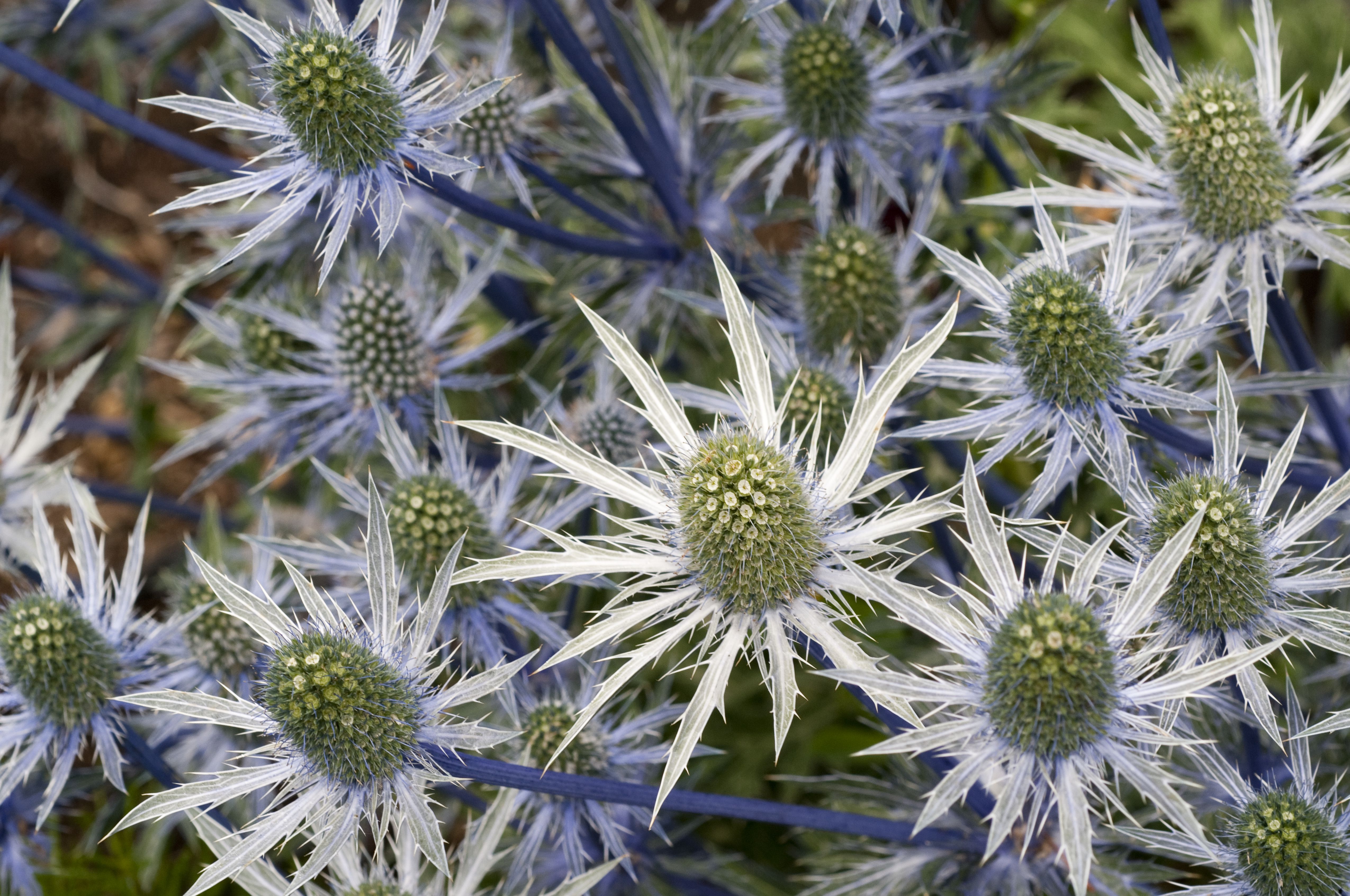 how-to-grow-and-care-for-sea-holly-eryngium