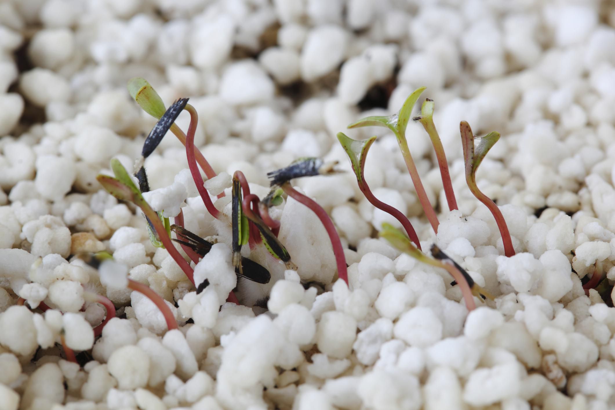 Perlite, What It Is and How It's Used in Planting