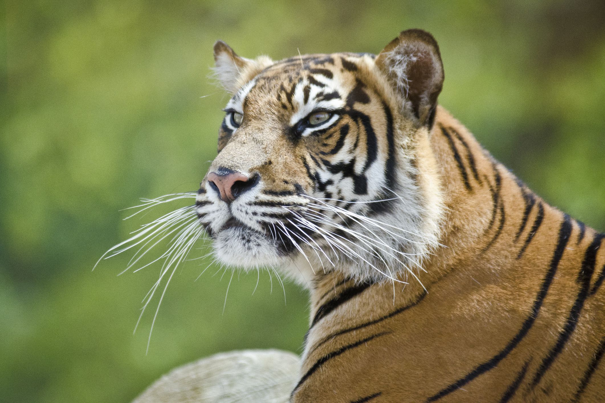 london-with-toddlers-zsl-london-zoo