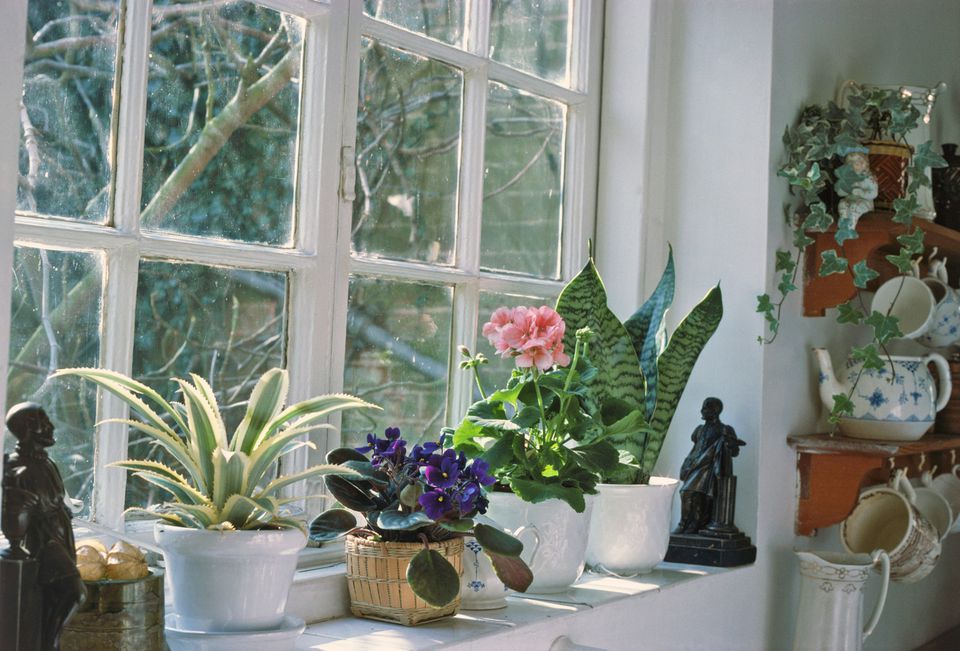 Winter Care of Houseplants