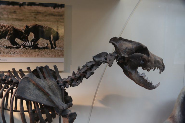 10 Facts About The Dire Wolf 0897