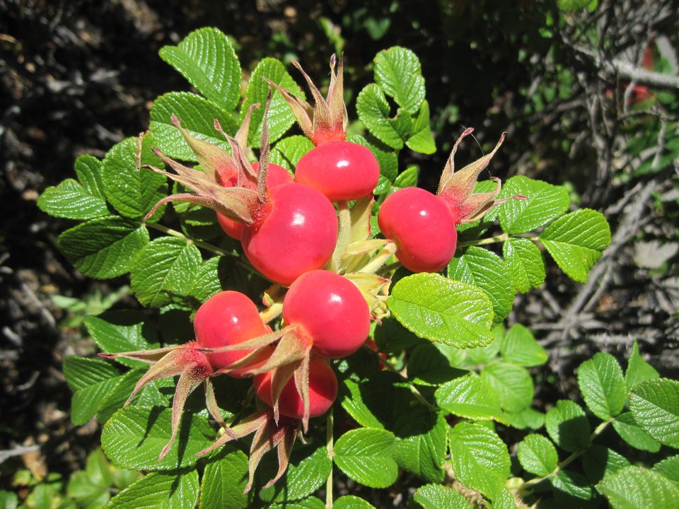 When Are Your Rose Hips Ripe?