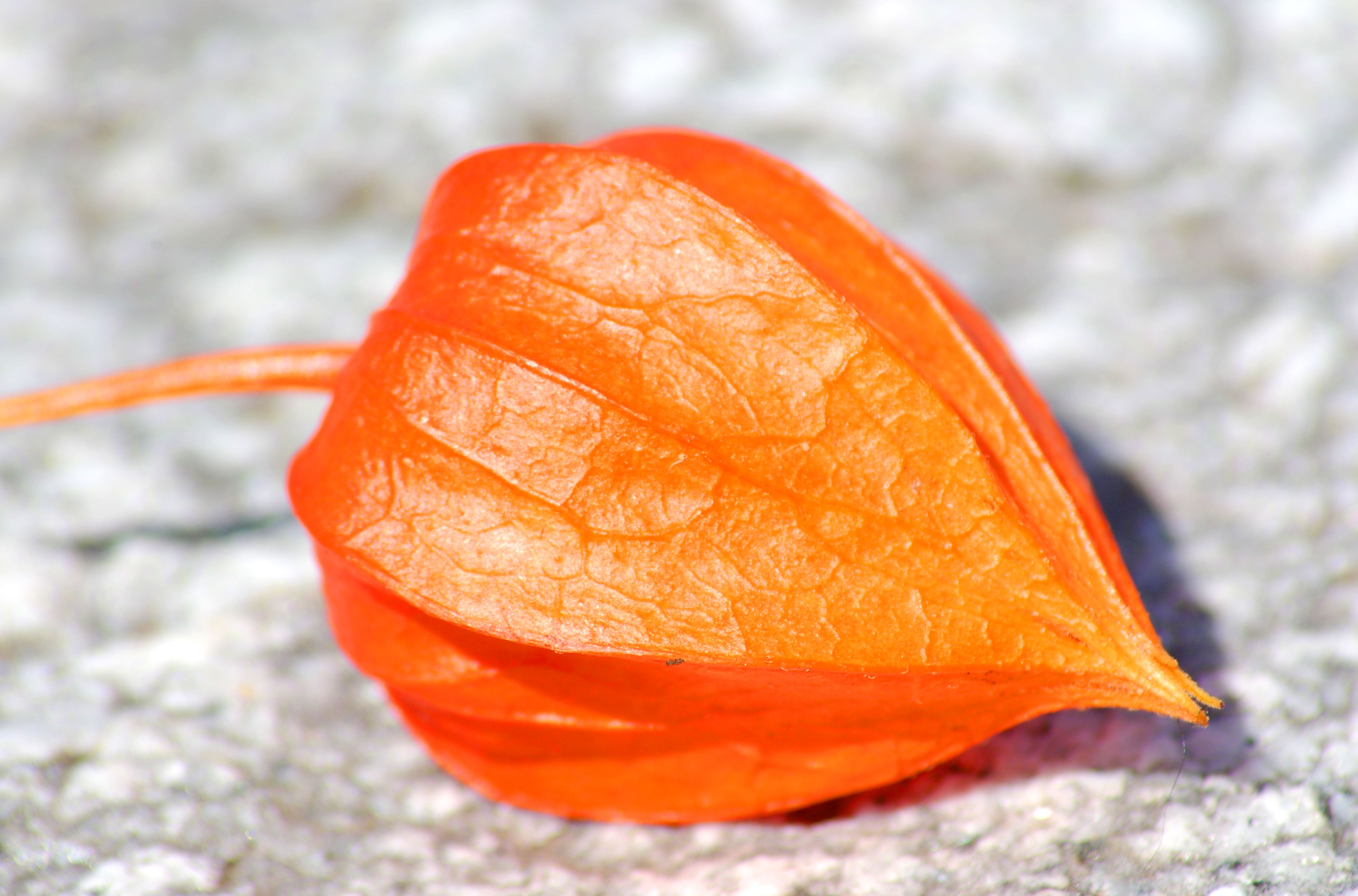 How to Control or Get Rid of Chinese Lanterns